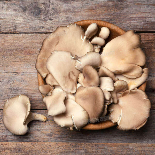 CHAMPIGNON PLEUROTE 500G