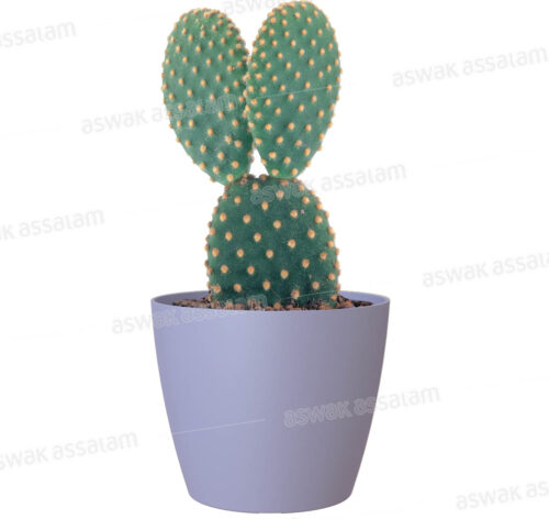 POT DE FLEURS LAVANDE 9CM SAN REMO