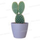 POT DE FLEURS LAVANDE 9CM SAN REMO
