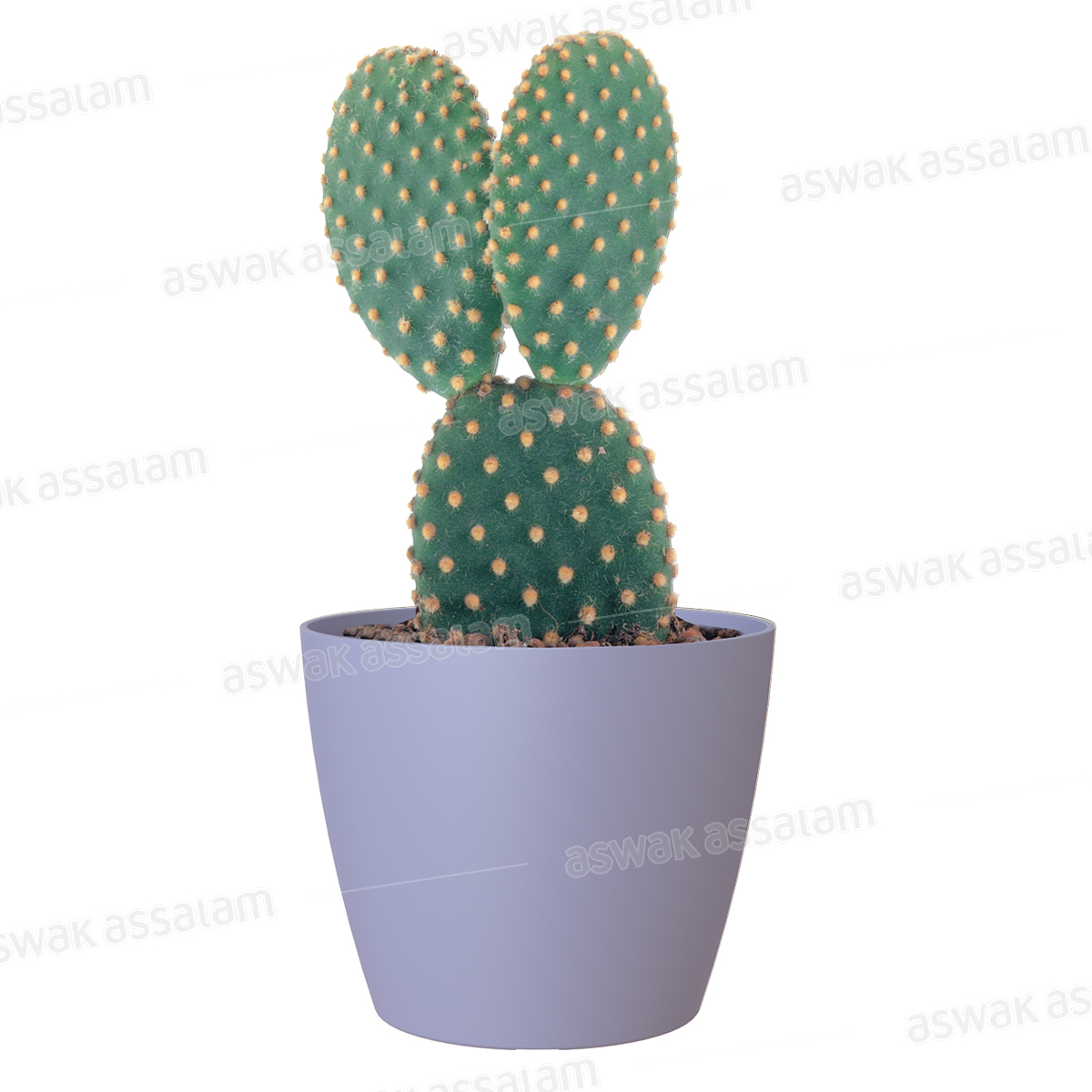 POT DE FLEURS LAVANDE 9CM SAN REMO
